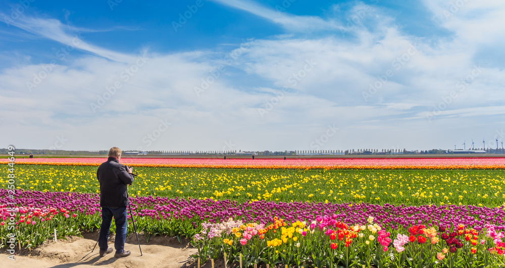 Photographer taking pictures of a tulips field in The Netherlands Photographer taking pictures of a tulips field in The Netherlands