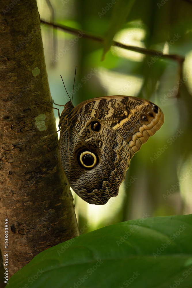 Fototapeta premium Caligo eurilochus brasiliensis, the Brazilian Little Owl Butterfly resting on a trunk against blurred green wild forest background.