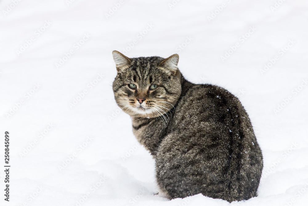 Beautiful grey cat in the snow Beautiful grey cat in the snow