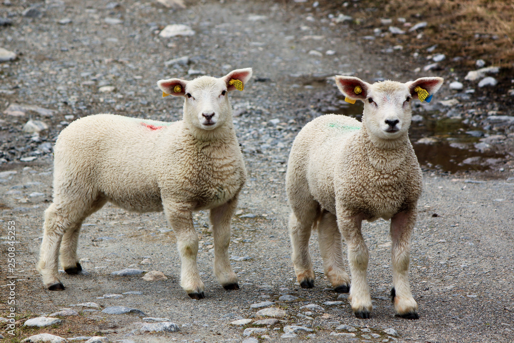 Fototapeta premium sheep close-up in spring in Norway