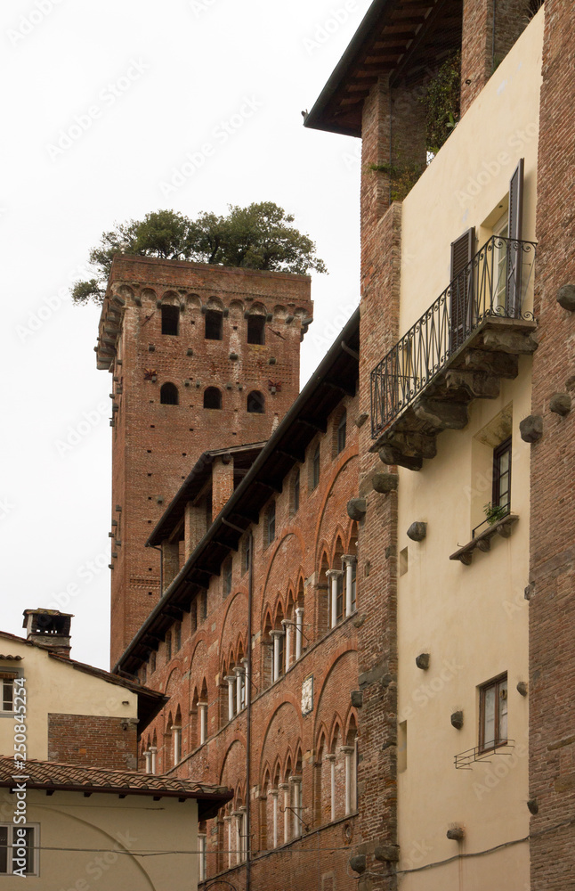 Torre Guinigi, via st andrea à Lucques  (Toscane Italie)