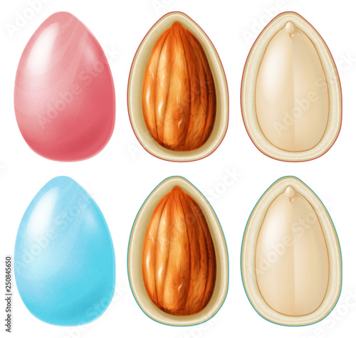 Almond nut dragees. Vector illustration.