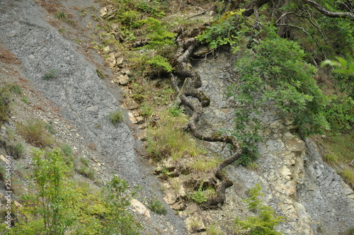 moss on rocks