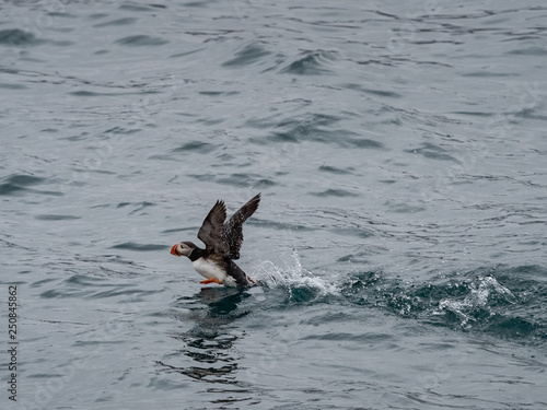 Atlantic cute puffin on the cold ocean, Svalbard, Norway