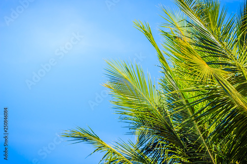 Looking-up view of a beautiful tropical coconut palm tree with blue sunny sky background. Green leaves of coconut palm tree forest on blue sky with copy space for text.