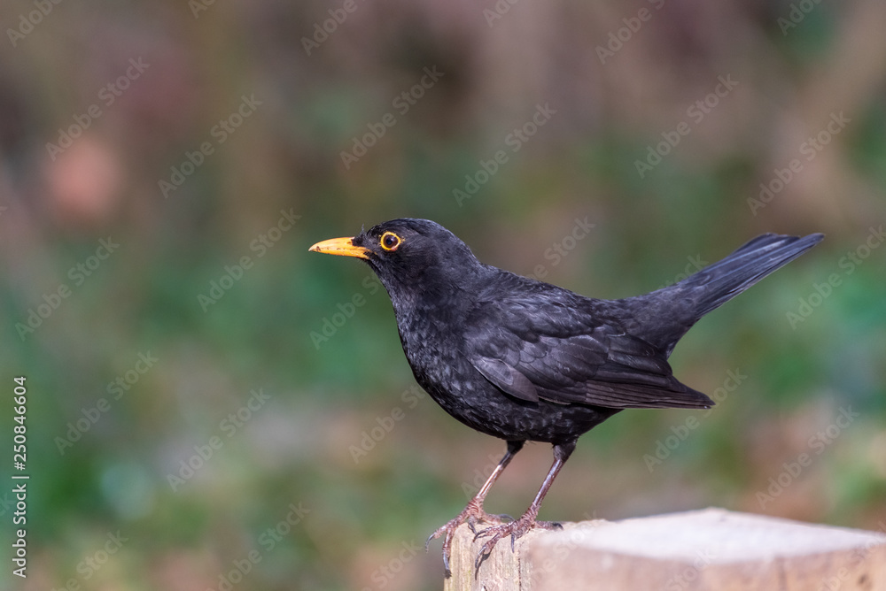 Fototapeta premium Wild Birds - Blackbird
