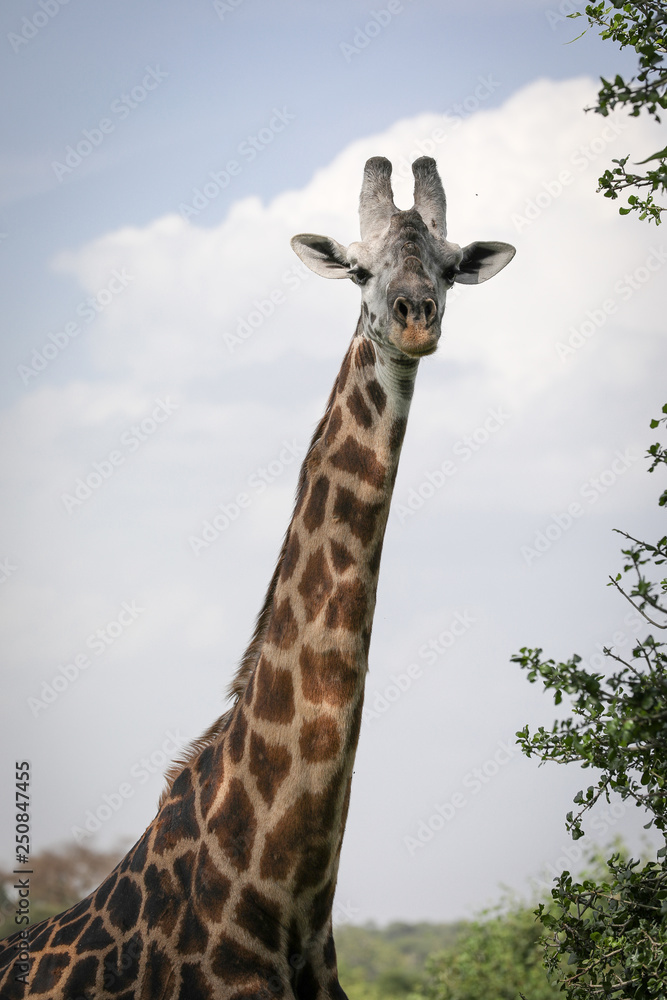 Fototapeta premium giraffe in the zoo