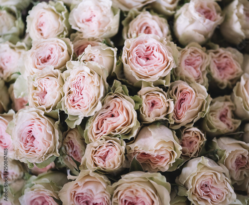 Beautiful pink roses texture  close up view