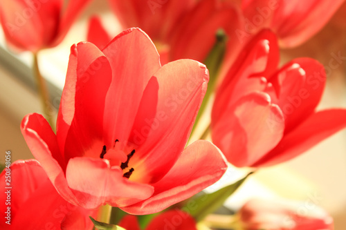 Red tulips in the sun light