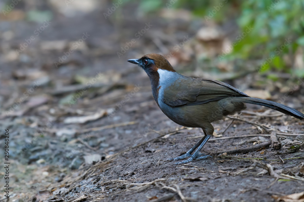 Fototapeta premium White-necked Laughingthrush in nature at Chong Yen, Kamphaeng Phet Province, Thailand.