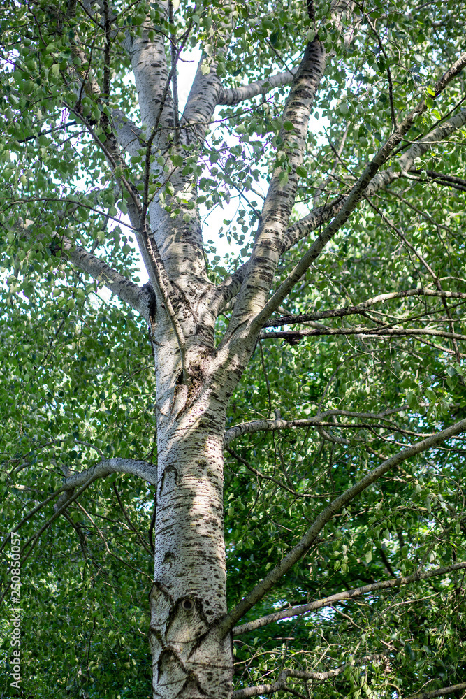 Fototapeta premium Birke close up