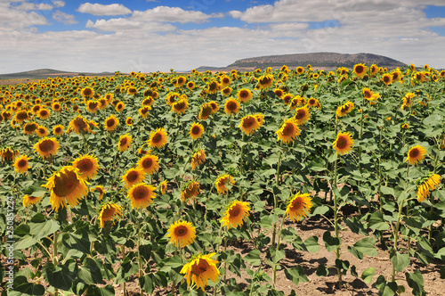 Sunflower field (Helianthus annuus), Costa de la Luz, Cadiz Province, Andalusia, Spain.