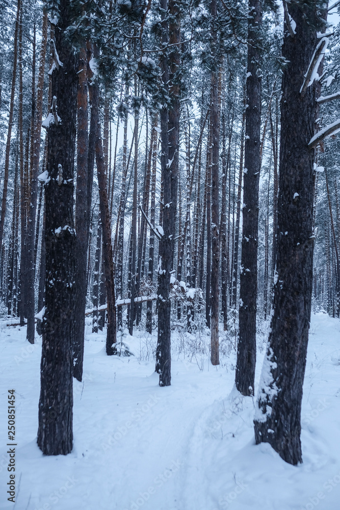 Fototapeta premium Winter wood in the evening