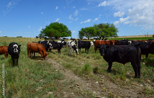 Steers fed with natural grass  Pampas  Argentina