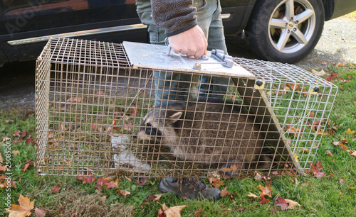 Billede på lærred A raccoon caught in a cage in a garden and ready to be re-released into the wild