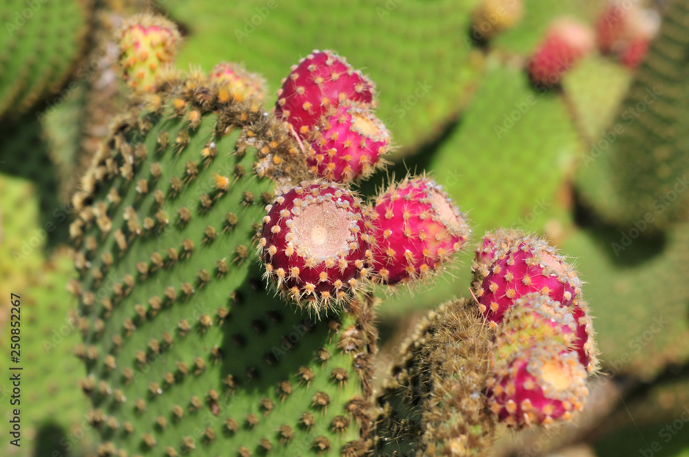 Prickly pear in Eze village exotic garden. Cote d'azur French Riviera Paca France Europe. Prickly pear in Eze village exotic garden. Cote d'azur French Riviera Paca France Europe.