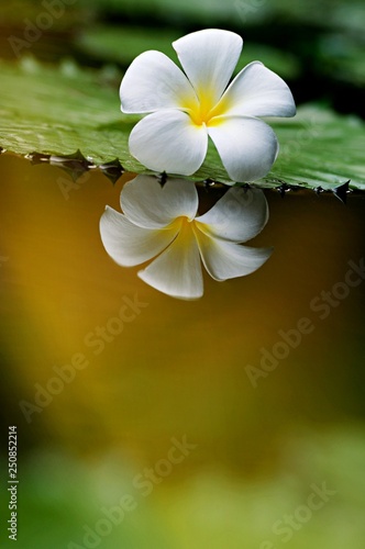 Beautiful Plumeria white color with reflection in water, flower on dropped on the ground, with copy space for text to create postcard.