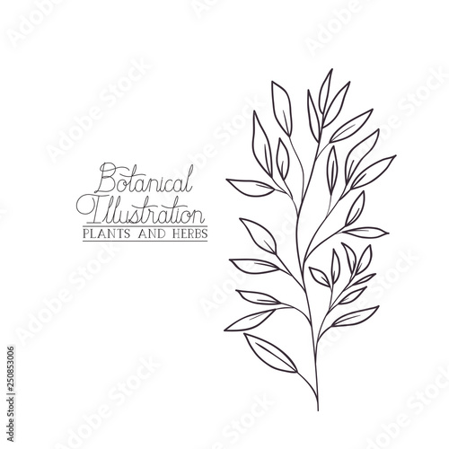 botanical illustration label with plant