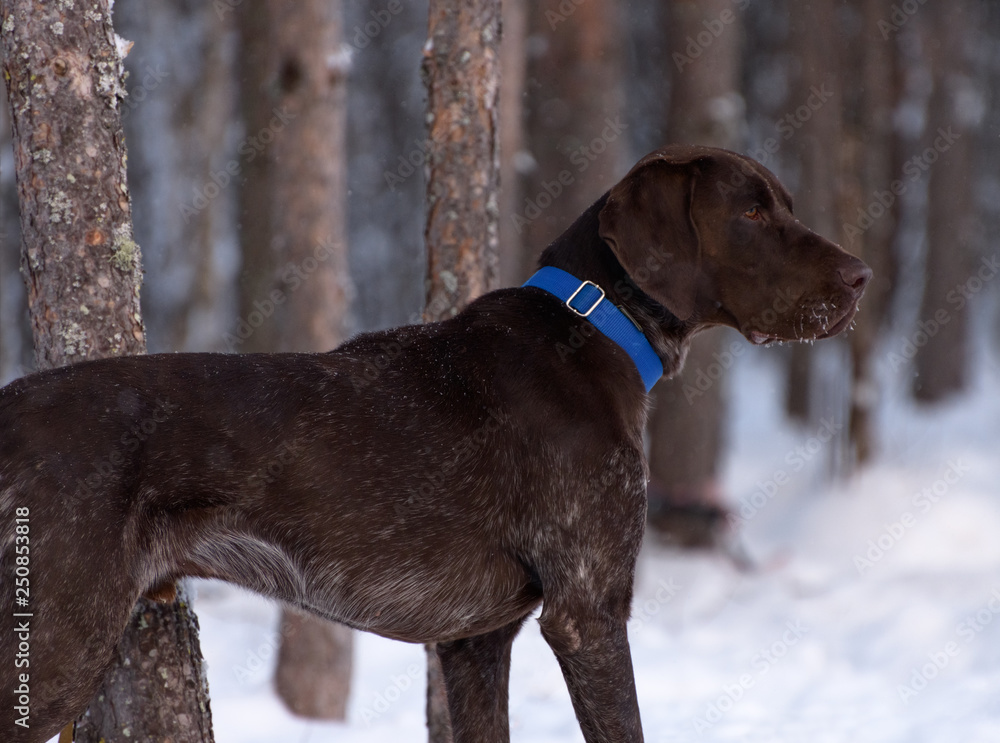 German shorthaired pointer collar cheap