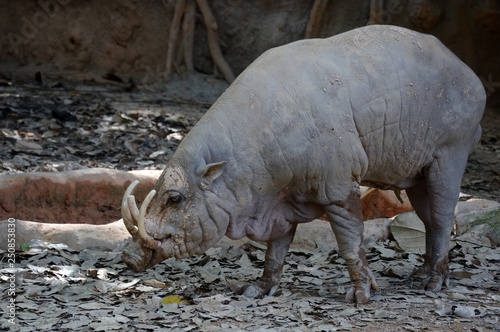 Babirussa, an endemic species of wild boar in Sulawesi photo