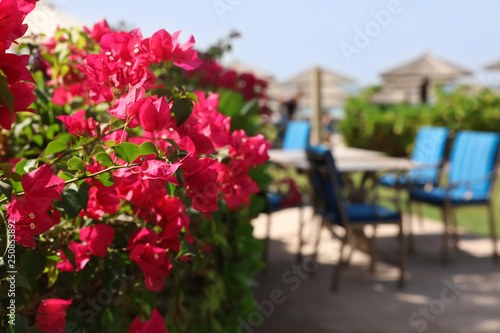 Wallpaper Mural Beautiful blooming bush near outdoor cafe at tropical resort. Space for text Torontodigital.ca