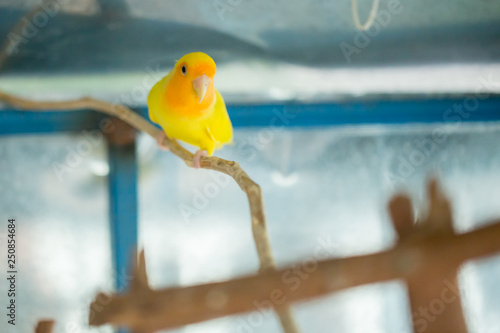 yellow budgerigar parrot close up sits on tree branch in cage