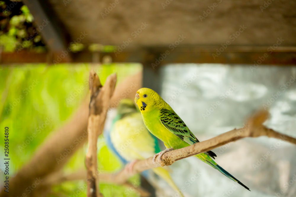 Obraz premium Green budgerigar parrot close up sits on tree branch in cage.