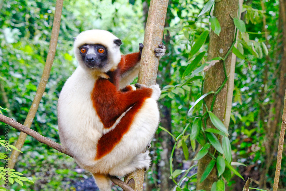 Obraz na plátně Endangered Coquerel s Sifaka Lemur (Propithecus coquereli)