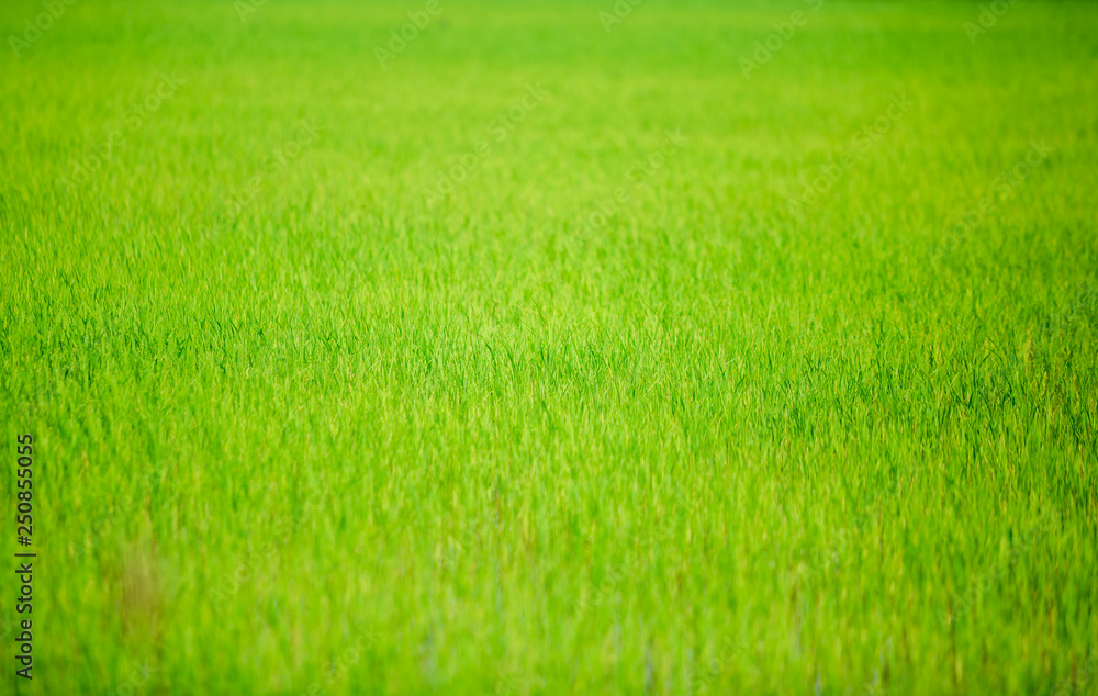 green paddy field for background green paddy field for background