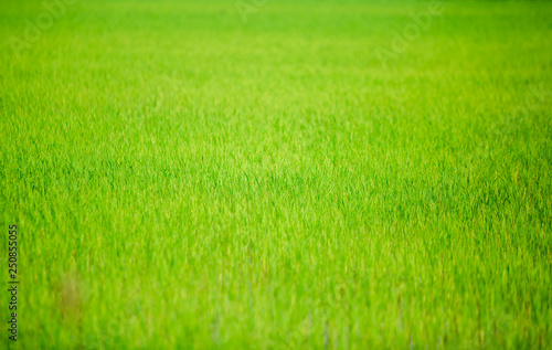 green paddy field for background