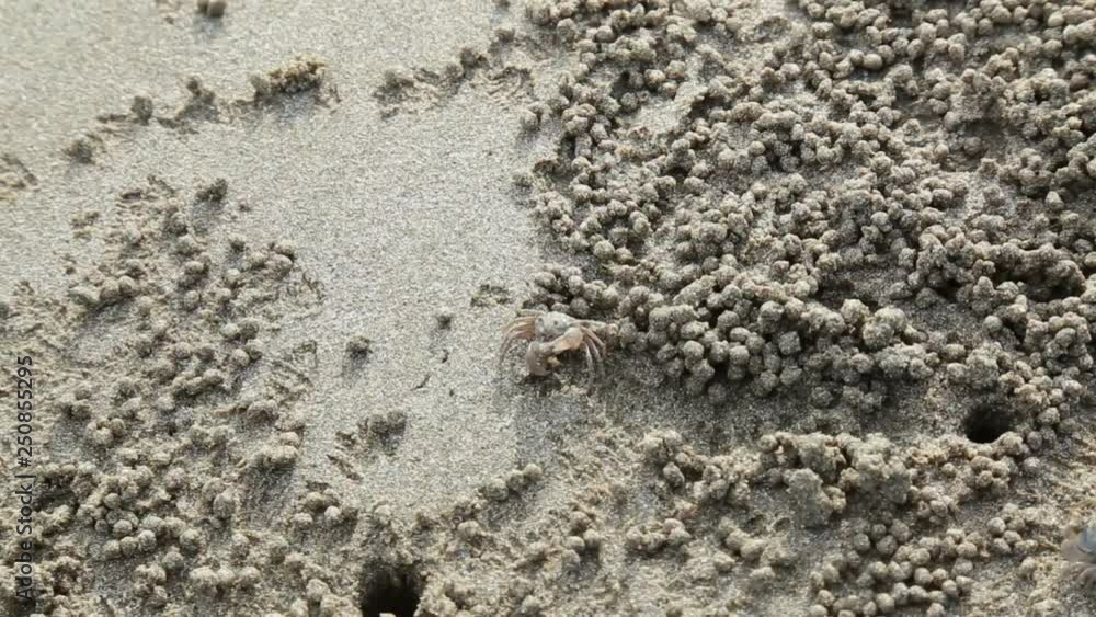 Ghost crab molding sand at the beach. It Scientific name Ocypode, Family Ocypodidae, Subfamily Ocypodinae. Ghost crab molding sand at the beach. It Scientific name Ocypode, Family Ocypodidae, Subfamily Ocypodinae.