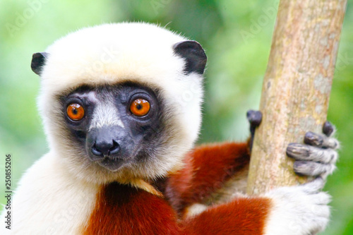 Endangered Coquerel s Sifaka Lemur (Propithecus coquereli). Bellied, forever photo