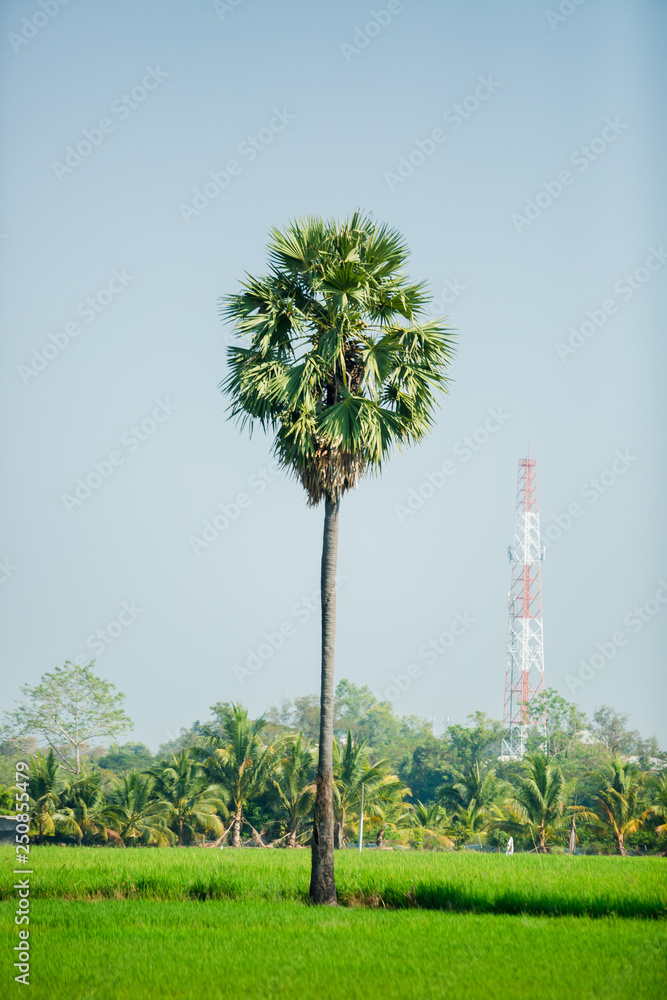 Fototapeta premium Asian palmyra palm in green paddy field that have just been planted
