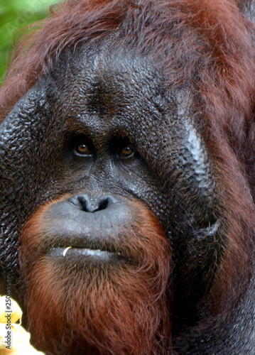 Orangutan in the jungle, Sarawak, Malaysia © nyiragongo