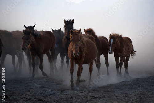 running for freedom  wild horses