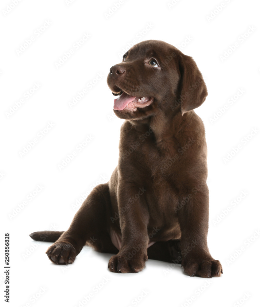 Chocolate Labrador Retriever puppy on white background