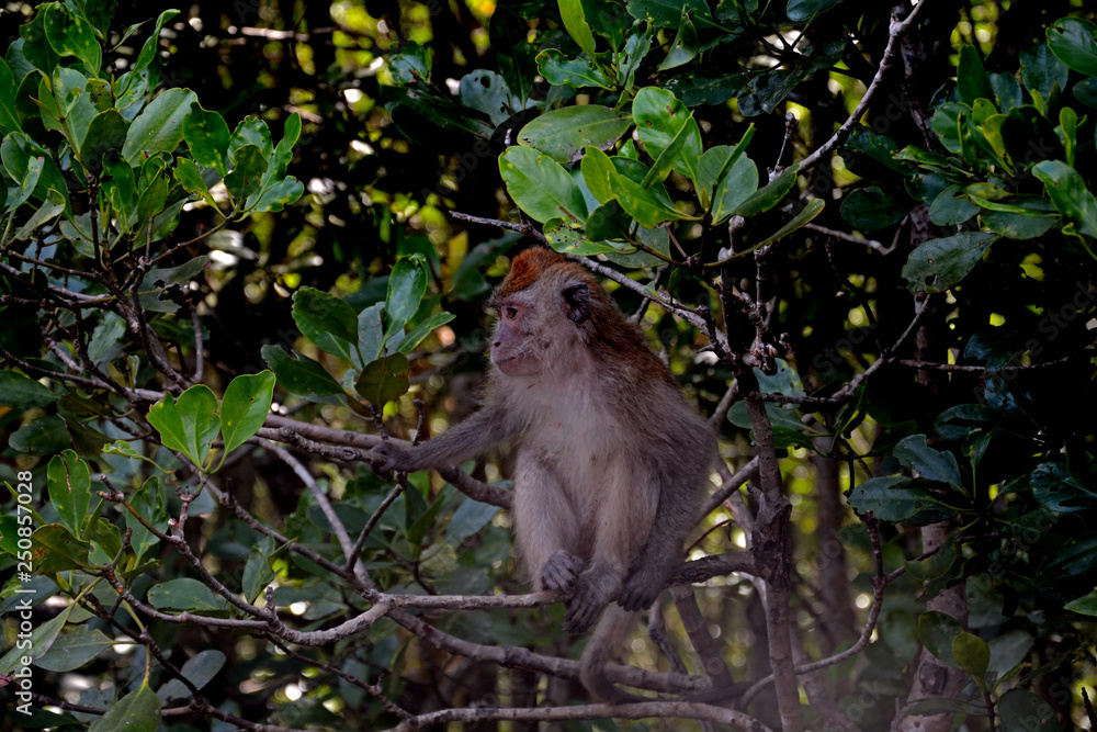 Long-tailed macaque, Langkawi, Malaysia