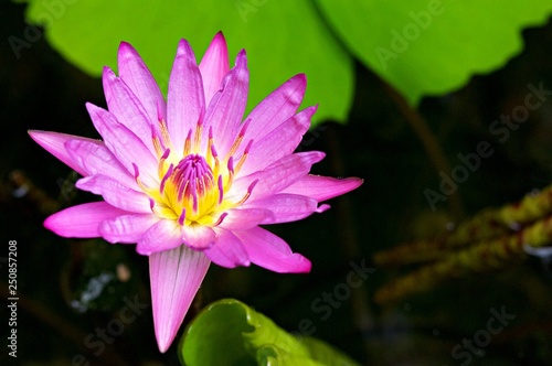 Beautiful flowering water lily - lotus in a garden in a pond. Reflections on water surface. vintage color style with soft focusing. 