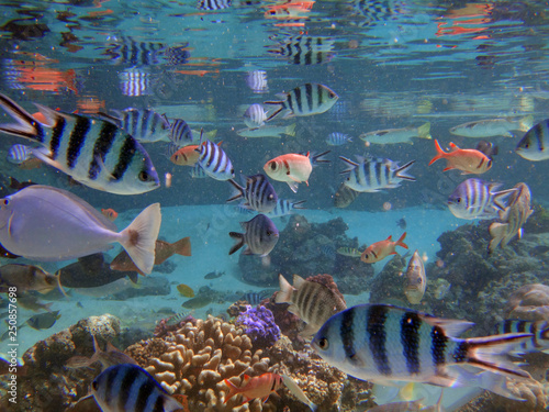 Underwater view of colorful tropical fish and coral reef in the Bora Bora lagoon  French Polynesia