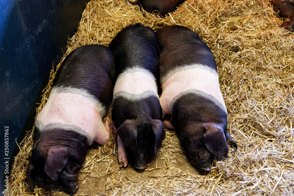 Three Saddleback piglets asleep in the pig house of Chatsworth House, Bakewell, Derbyshire Three Saddleback piglets asleep in the pig house of Chatsworth House, Bakewell, Derbyshire