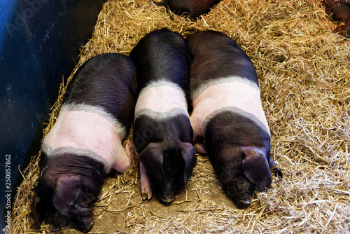 Three Saddleback piglets asleep in the pig house of Chatsworth House, Bakewell, Derbyshire photo