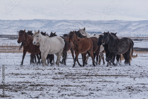 Fototapeta Naklejka Na Ścianę i Meble -  wild horses in winter