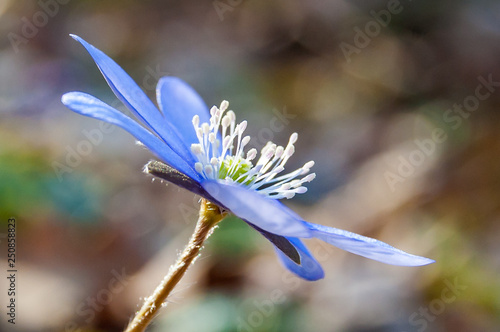 Macro close-up of first blooming tender Hepatica Snowdrop blue violet flower in early spring forest © YKD