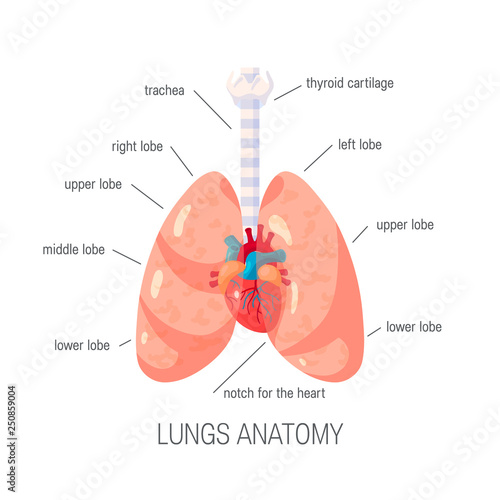 Human lungs vector icon in flat style