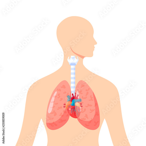 Human lungs vector icon in flat style