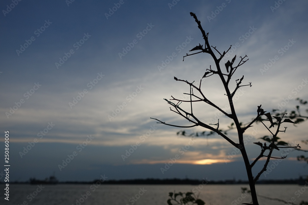 Tree and some leaves with sunset sky and river background Tree and some leaves with sunset sky and river background