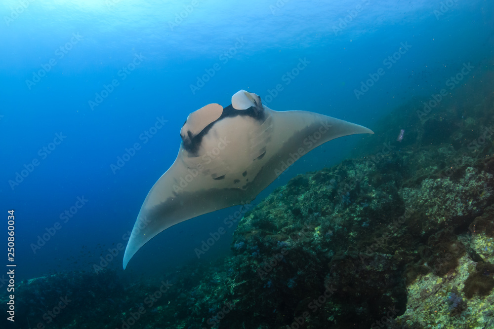 Fototapeta premium Oceanic Manta Rays (Manta birostris) over a tropical coral reef in the Mergui Archipelago, Myanmar
