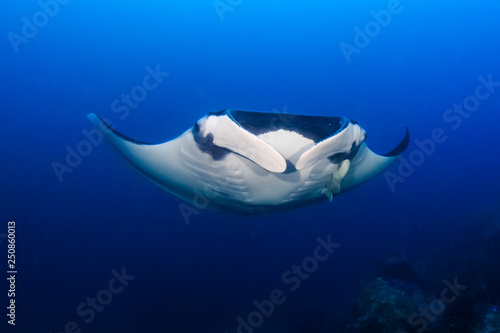 Huge Oceanic Manta Ray  Manta birostris  in a blue tropical ocean