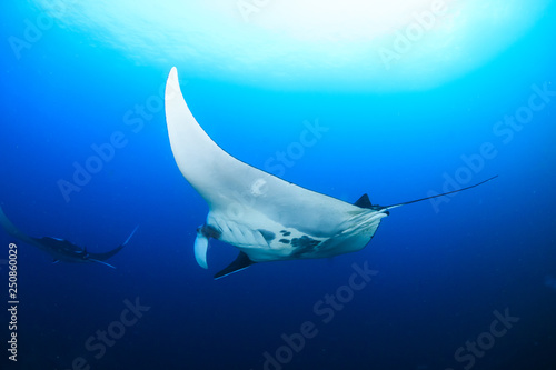 Multiple large Oceanic Manta Rays (Manta birostris) in a clear blue water over a tropical coral reef © whitcomberd