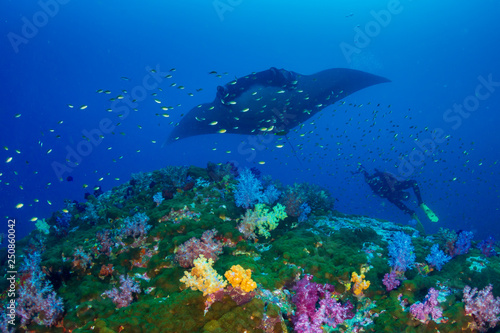 Huge Oceanic Manta Ray (Manta birostris) over a colorful tropical coral reef with a underwater photographer behind